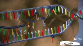 Transcription de l'ADN en ARNm by SVT Edouart Herriot