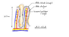 Structure du tube digestif by Biochimie - biotechnologie
