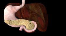 Anatomie de l'appareil digestif by Biochimie - biotechnologie