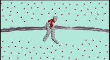 La membrane plasmique by Main lyc.stael_stjuliengenevois_grenoble channel