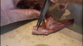 5-Dissection de la patte de lapin étape 5 insertion des m by SVT-Mme Vialar