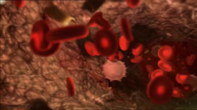 4e : Echanges Mère/Fœtus à travers le placenta (cordon ombilical) by Vidéos S.V.T.
