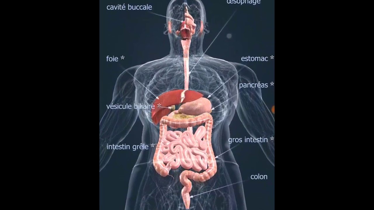 Le corps humain (masculin) 3D application Android by SVT et numérique