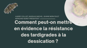 Lycée Descartes - La résistance à la dessiccation des tardigrades by Olympiades de Biologie 2023 - Académie de Lyon