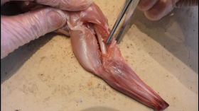 4-Dissection de la patte de lapin étape 4 flexion, extens by SVT-Mme Vialar